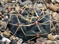 Gymnocalycium kroenleinii WR 805