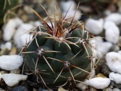 Gymnocalycium kroenleinii ssp. funettae VG 1039