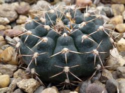 Gymnocalycium kuehhasii VoS 10-798