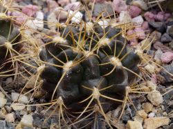 Gymnocalycium marsoneri ssp. matoense VoS 06-288
