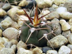 Gymnocalycium mazanense VG 1037