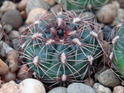 Gymnocalycium mesopotamicum