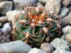 Gymnocalycium mesopotamicum LB 2293