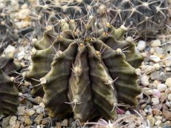 Gymnocalycium mihanovichii VoS 1-026