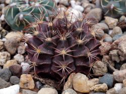 Gymnocalycium mihanovichii WK 1113