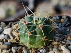 Gymnocalycium monvillei VG 271