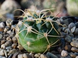 Gymnocalycium monvillei v. steineri VG 491