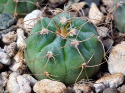 Gymnocalycium mostii STO 87-002
