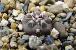 Gymnocalycium mucidum v. ferrari f. elegans WR 718
