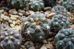 Gymnocalycium mucidum v. ferrari f. elegans WR 718