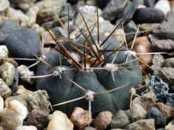 Gymnocalycium nataliae STO 1596