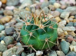 Gymnocalycium neuhuberi GN 77