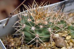Gymnocalycium neuhuberi GN 77