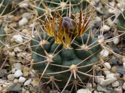 Gymnocalycium neuhuberi GN 77