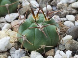 Gymnocalycium nigriareolatum v. simoi VG 570