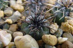 Gymnocalycium ochoterenae v. cinereum VS 13