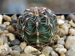 Gymnocalycium papschii WP 83/111