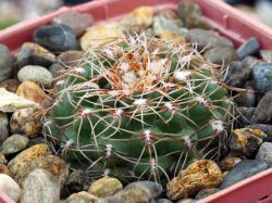 Gymnocalycium papschii WP 83/111