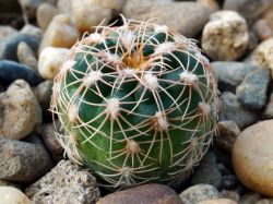 Gymnocalycium parvulum VG 494
