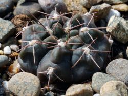 Gymnocalycium platense v. ventanicola P 94