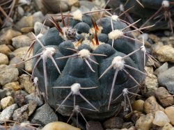 Gymnocalycium poeschlii VG 1309