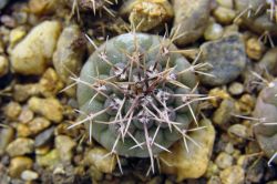 Gymnocalycium prochazkianum GN 747/4024