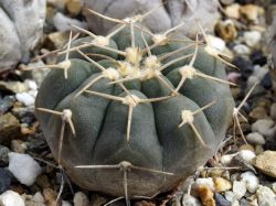 Gymnocalycium riojense VG 554