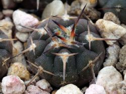 Gymnocalycium riojense VG 671