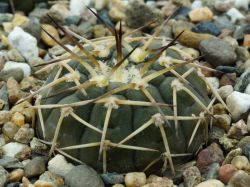 Gymnocalycium riojense v. platygonum VG 347