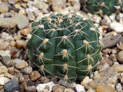 Gymnocalycium rosae GN 745/216