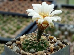 Gymnocalycium rosae VG 533