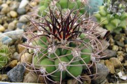 Gymnocalycium saglionis GN 1095/4082
