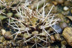 Gymnocalycium schickendantzii P 17