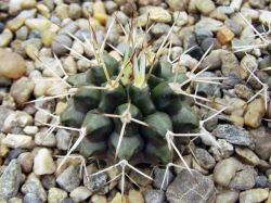 Gymnocalycium schickendantzii P 17