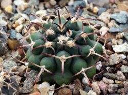Gymnocalycium schickendantzii VG 1322