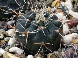 Gymnocalycium schreiteri L 439