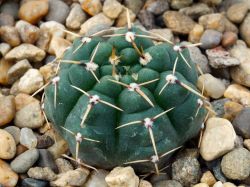 Gymnocalycium schroederianum ssp. paucicostatum LB 960