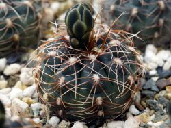 Gymnocalycium sp. (gaponii, taningaense?) VG 1078