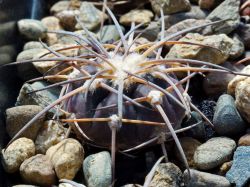 Gymnocalycium spegazzinii VG 090/356