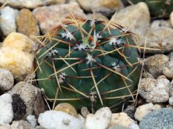 Gymnocalycium stellatum v. flavispinum VG 531