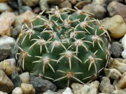Gymnocalycium stellatum VG 284