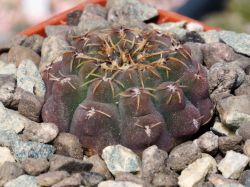 Gymnocalycium stellatum VG 284