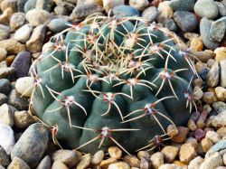 Gymnocalycium stellatum v. flavispinum VG 531