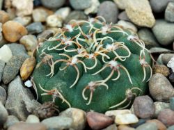 Gymnocalycium stellatum v. kleinianum VG 052