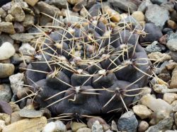 Gymnocalycium stellatum v. zantnerianum VG 1271