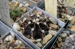 Gymnocalycium stenopleurum