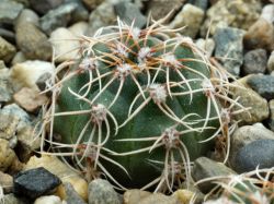 Gymnocalycium sutterianum P 191