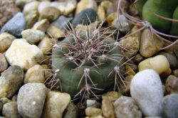 Gymnocalycium taningaense P 212