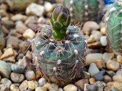 Gymnocalycium taningaense P 212