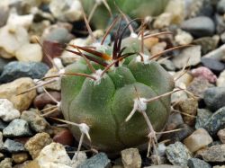 Gymnocalycium tillianum WR 227